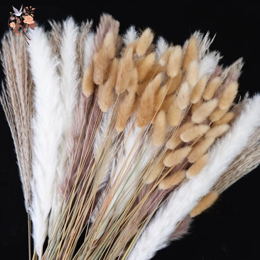 Buket Bunga Kering Alami Campu - Dried Pampas Bundle ulasan dan harga