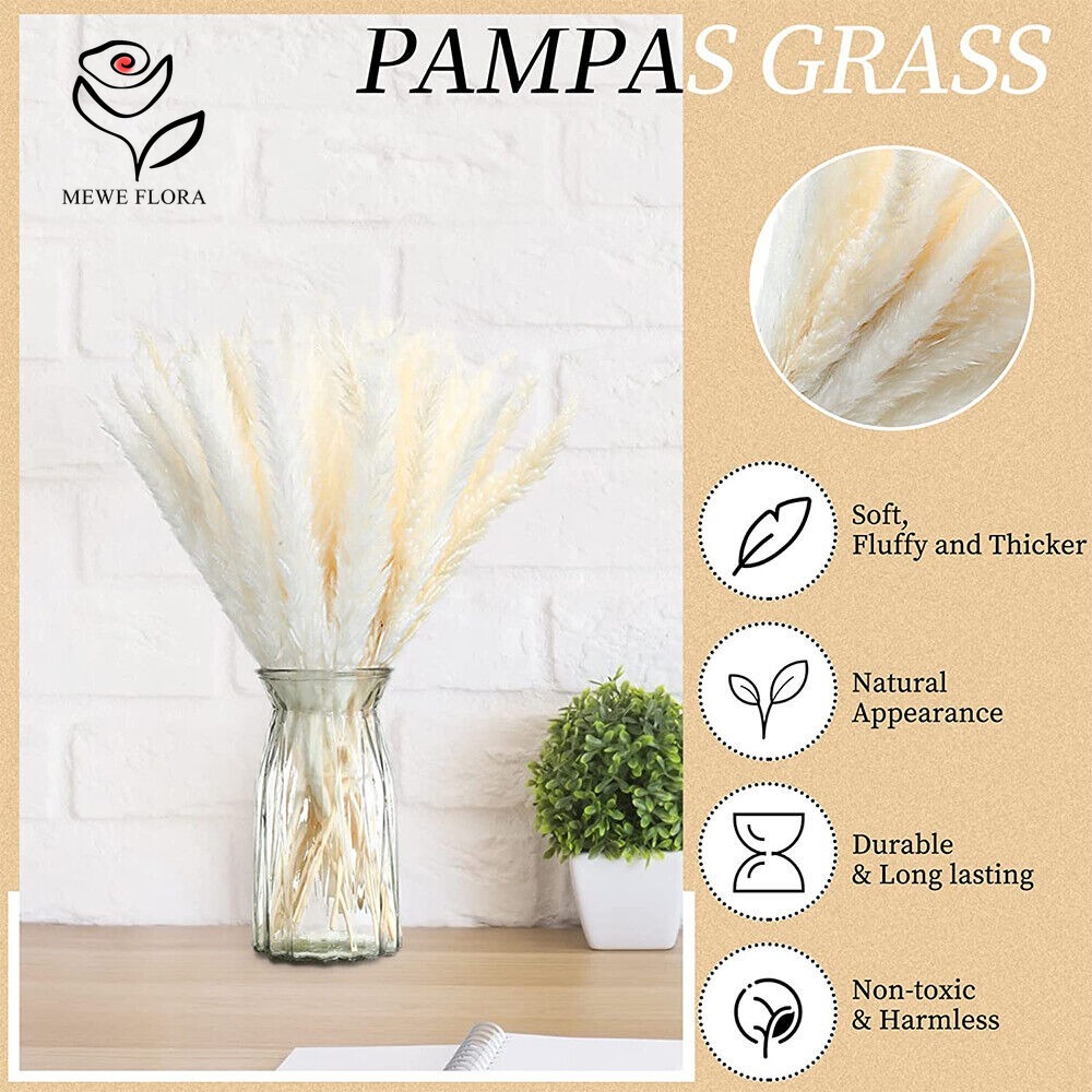 20pcs Rumput Pampas Berbulu Ke - Dried Pampas Bundle ulasan dan harga
